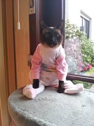 Kitten Pajamas 